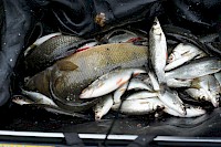 Riverfest Fishing Final Burton Joyce 2020 - 149