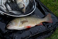 Riverfest Fishing Final Burton Joyce 2020 - 153